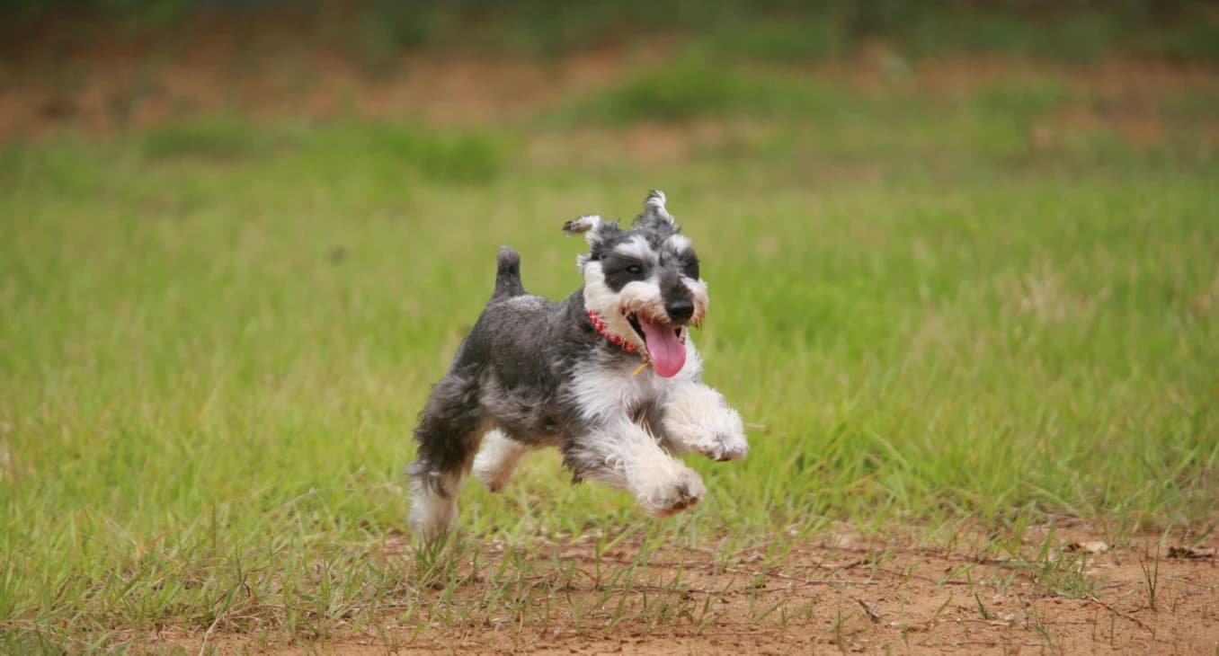 愛犬と板橋区をもっと楽しもう|カフェ・ドッグラン・トリミングまで飼い主目線のお出かけガイド